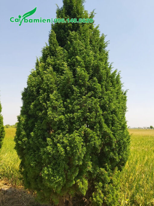 Cây Tùng Cối nâu năm, cao 3m, tán lớn