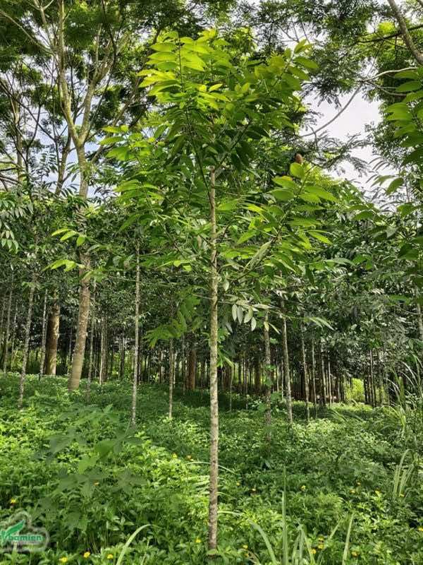 Cây Kim Giao tại rừng trồng, có thán đẹp, xanh tươi