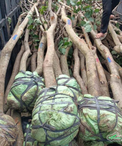 Vận chuyển cây móng bò trưởng thành đến công trình