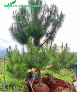 Đánh bầu cây vanh gốc 20cm