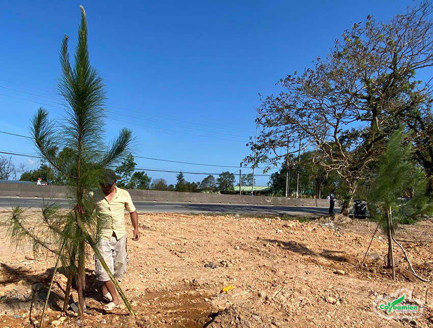 Cây thông Caribe công trình trồng dọc tuyến đường quốc lộ ven biển