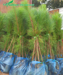 Cây giống thông caribe ca 80cm, đóng gói 10 cây/bịch