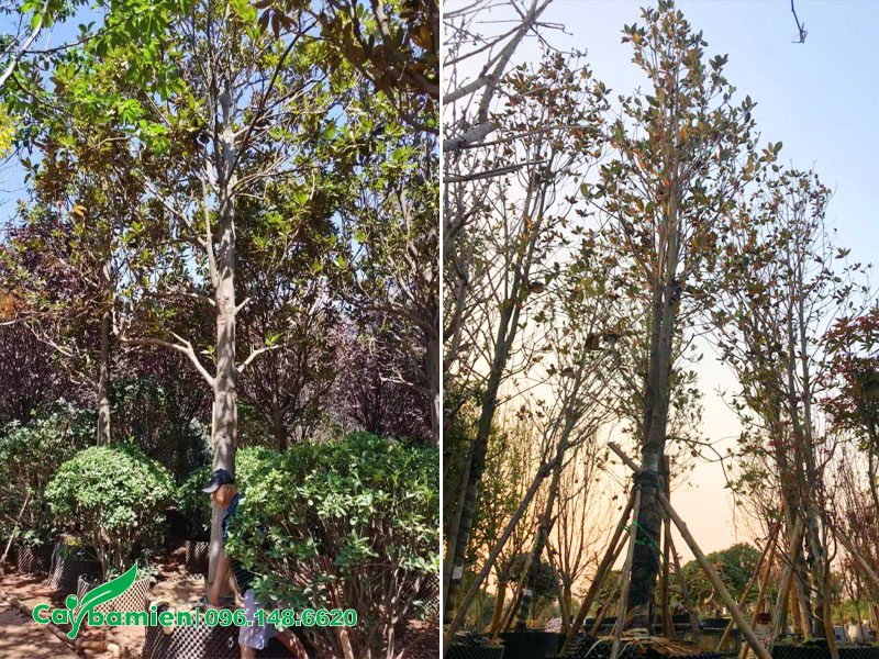 Nhà vườn đang có sẵn số lượng lớn cây sen đất dâm ủ đường kính gốc 15 - 18cm