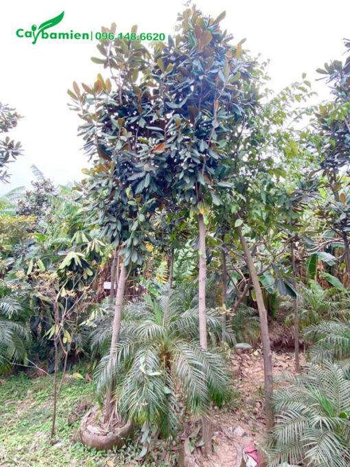Cung cấp sen đất công trình số lượng lớn