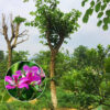 Cây hoa Móng Bò tại vườn ươm đã cắt tỉa cành tán