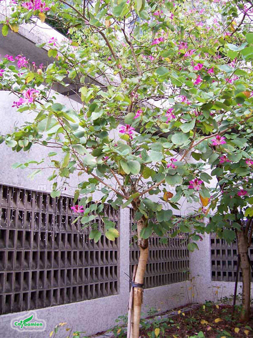 Hoa Móng Bò tím trồng trong sân vườn cho cảnh đẹp