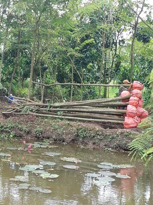 cây muồng anh đào thẳng đẹp