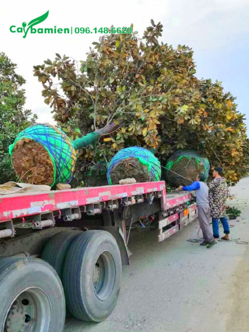 Xếp và cố định cây sen đất cổ thụ lên xe đầu kéo