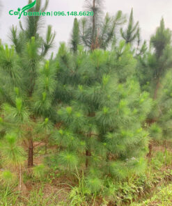 Cây thông caribe đẹp, cao 2m5, đang dưỡng tại vườn