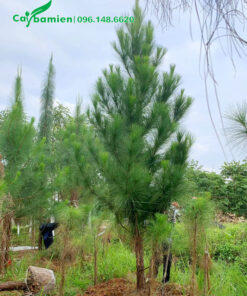 Đánh bầu số lượng lớn cây thông caribe cao hơn 3m