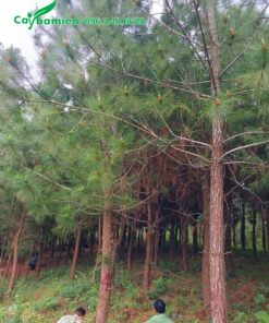 Cây thông caribe cổ thụ đường kính gốc từ 20cm trở lên