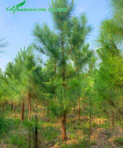 Vườn thông đướng kính gốc 5cm