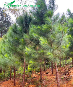 Câu cao 5m, tán đẹp, lá xanh tốt