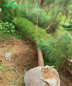 Cây thông caribe cao 4m mới bứng và bọc bầu bằng lưới