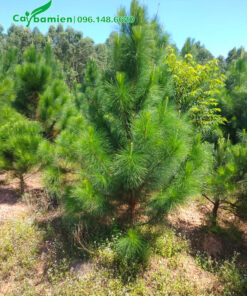 Cây nhỏ trồng từ bé tại vườn, chiều cao 1m