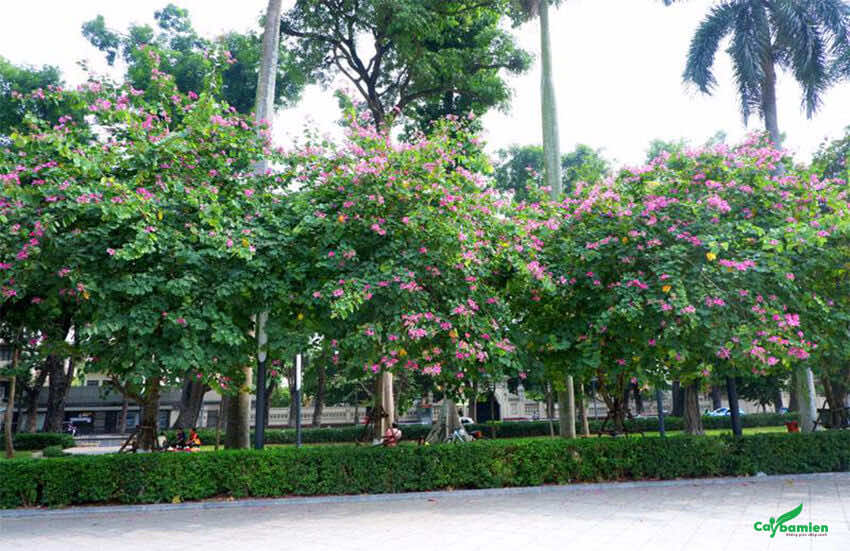 Hàng cây Hoa Móng Bò đẹp trên các tuyến phố