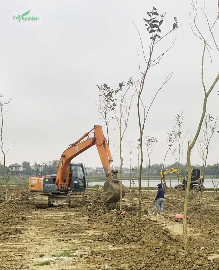 Trồng cây muồng hoàng yến cho dự án hồ điều hòa tại Hà Tĩnh