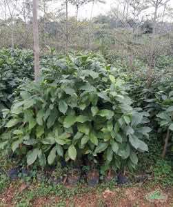 Vườn ươm cây hạt Dổi ghép Hòa Bình