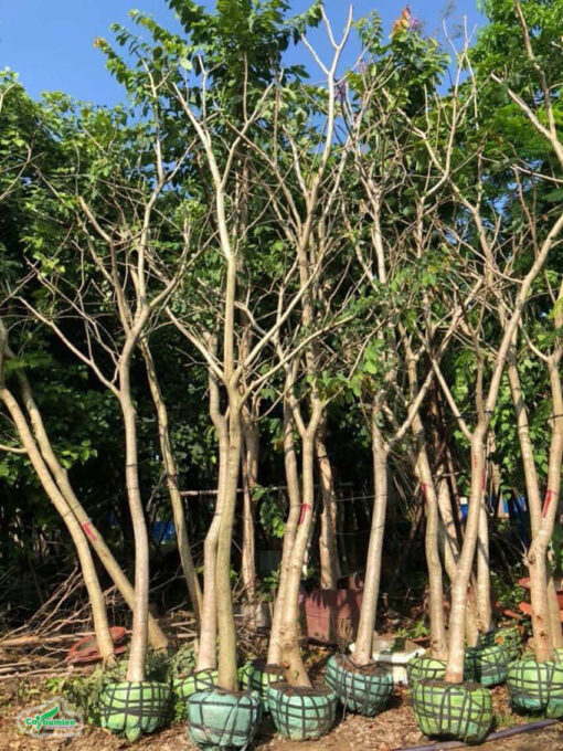 Cây trồng 2 - 3 năm tuổi được đánh bầu để chuyển đến công trình