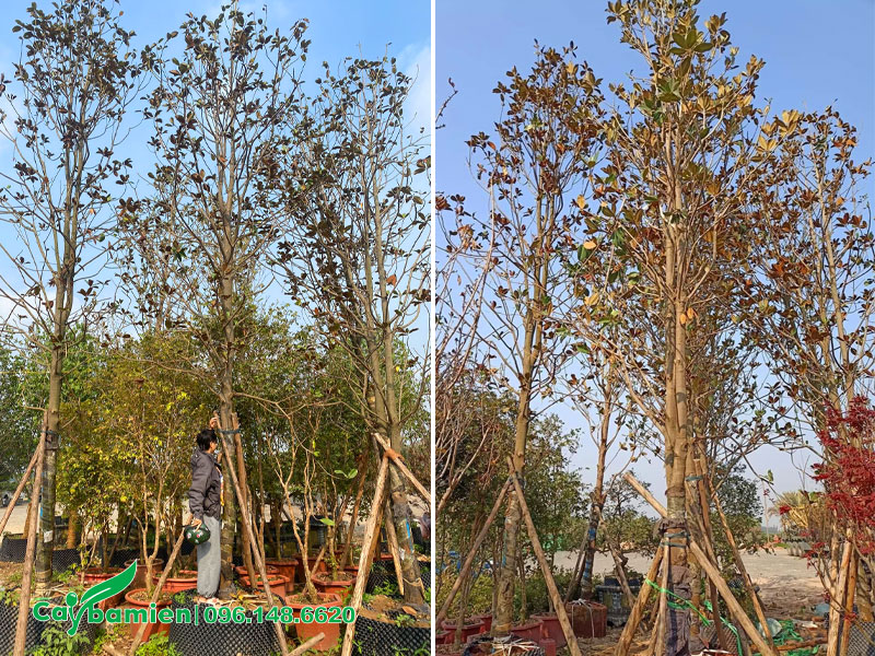 Khu vực dâm ủ cây sen đất công trình cao hơn 4m