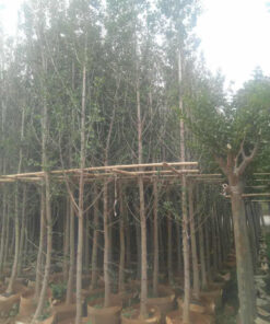 Bán cây ngân hạnh(bạch quả) dâm ủ đẹp
