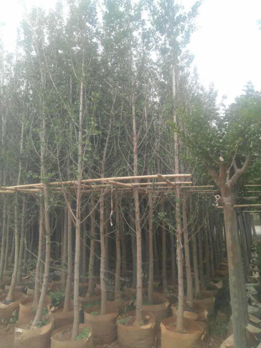 Bán cây ngân hạnh(bạch quả) dâm ủ đẹp