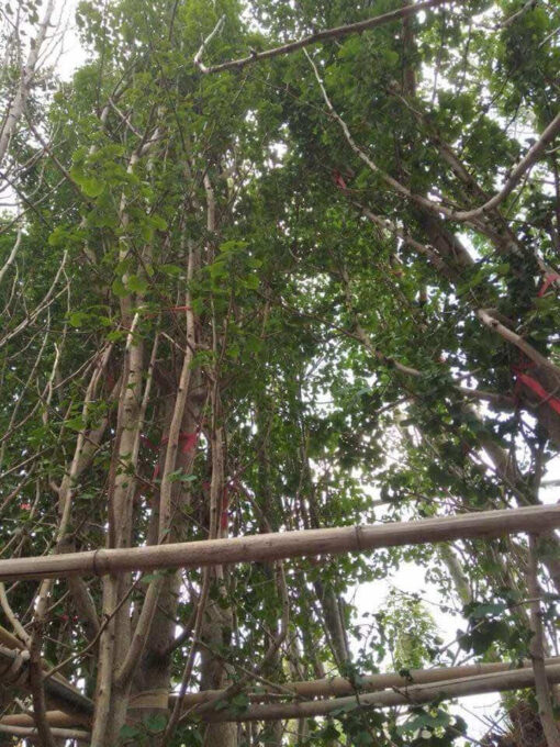 ngân hạnh lá xanh dâm ủ