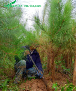 Đào đất bứng bầu cây thông ba lá cao 2m