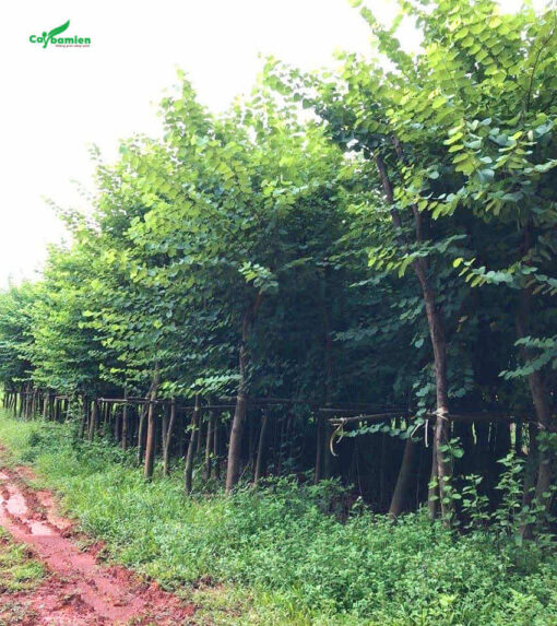 Cây Móng Bò cao lớn đã trồng lâu năm, số lượng hàng nghìn cây