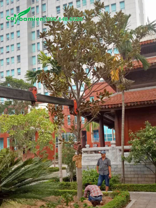 Trồng cây hoa sen đất cao gần 5m