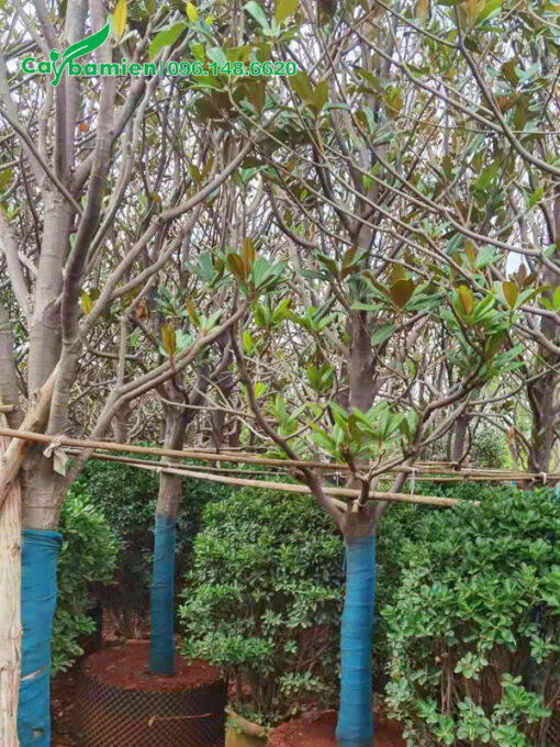 Cây hoa sen đất dâm ủ đường kính thân 12 - 15cm