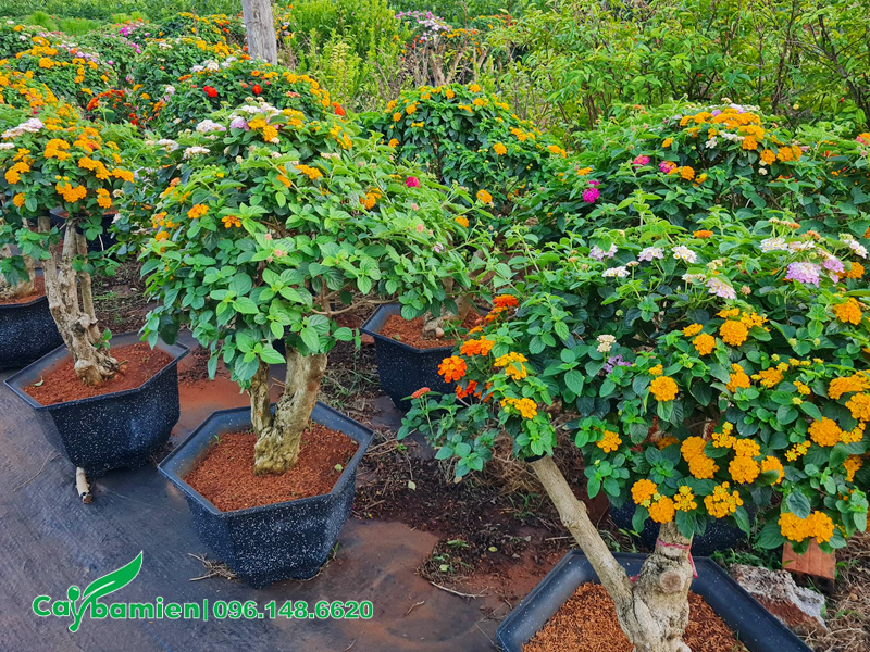 Hoa Ngũ sắc có vẻ đẹp rực rỡ, mang theo nguồn năng lượng tích cực