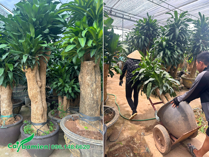 Những chậu cây thiết mộc lan dáng đẹp, lá xanh tốt