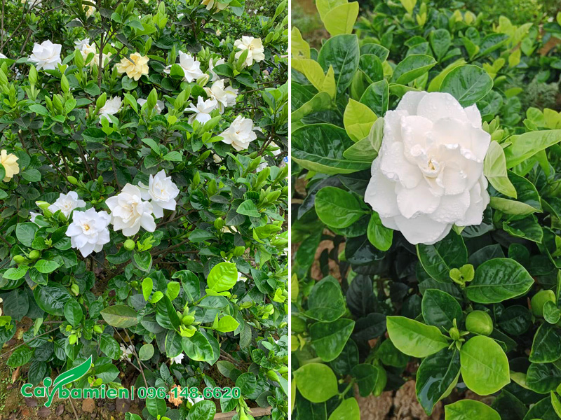 Hoa Bạch Thiên Hương có màu trắng tinh khiết, là hình ảnh gắn liền với chốn tâm linh