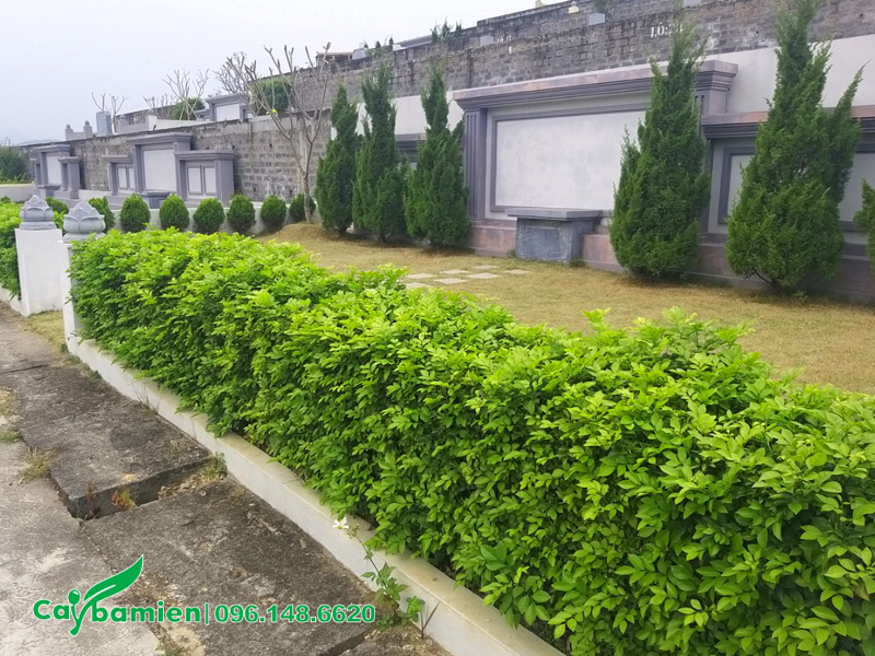 Chuỗi Ngọc là cây trồng viền dễ sống, dễ chăm sóc