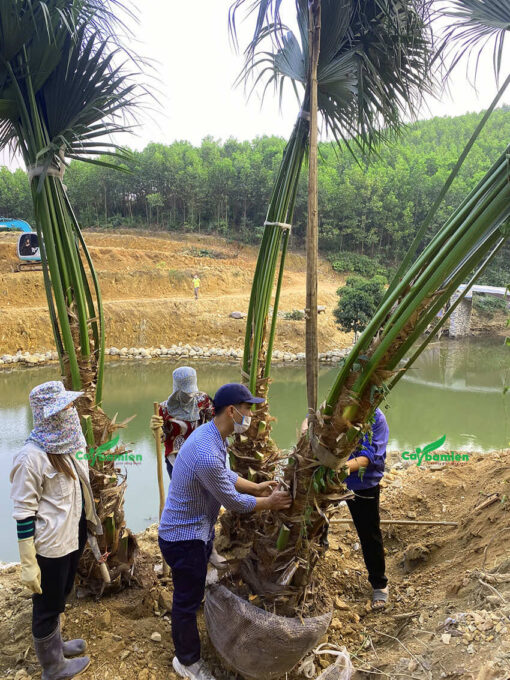 Cây cọ trồng lâu năm có đường kính gốc lớn, dáng cao, tàu lá dài