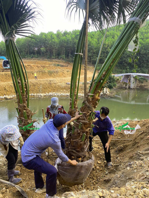 Cây cọ được mua từ Phú Thọ chuyển về vườn ươm Cây Ba Miền