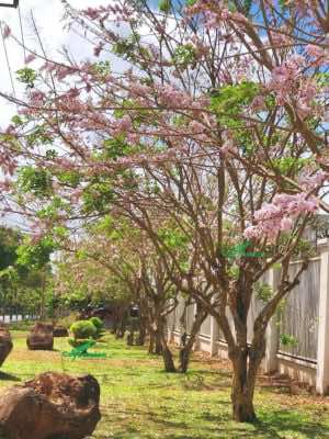 Hàng cây hoa Điệp Anh Đào màu hồng xinh đẹp