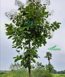 Cây Giá tỵ nở hoa