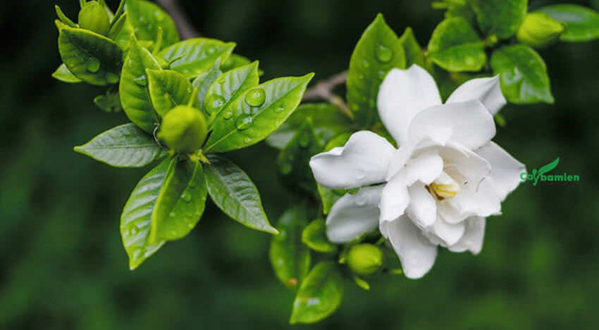 Hoa Bạch Thiên Hương có màu trắng tinh khiết, là hình ảnh gắn liền với chốn tâm linh