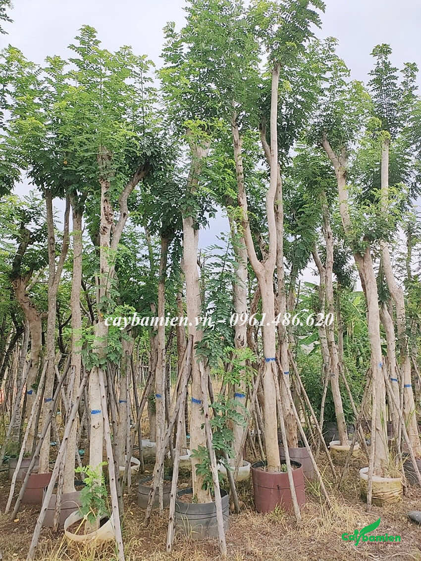 Những cây Đỗ Mai công trình được giâm ủ tại vườn trồng