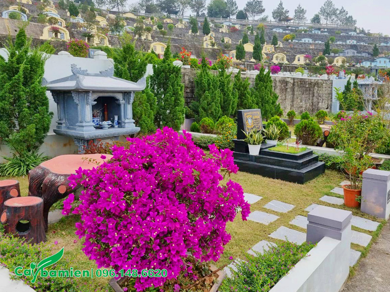 Chậu cây hoa giấy tím thường được chọn đặt ở các khu mộ tổ