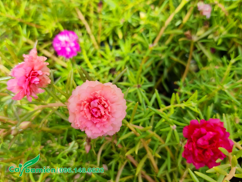 Cây mười giờ với sắc hoa đẹp, thân thảo dễ sống