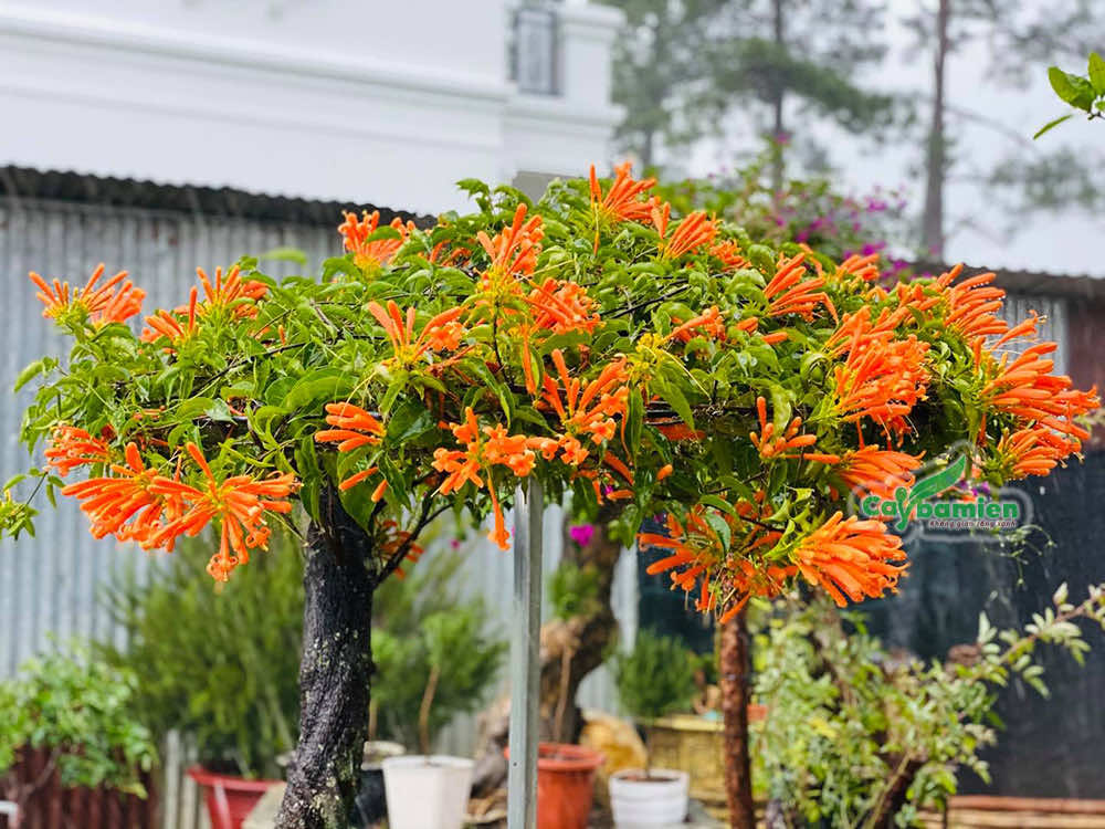 Cây hoa Rạng Đông bonsai đầy nghệ thuật