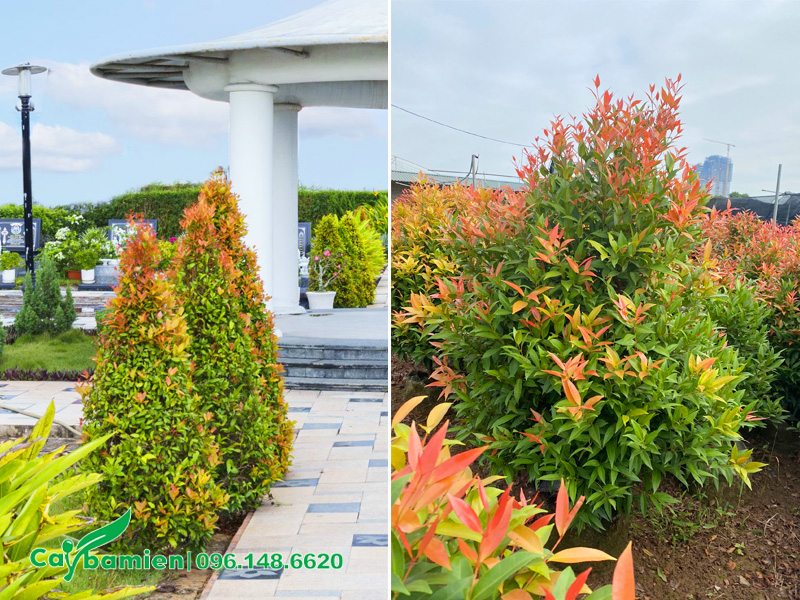 Những hàng hồng lộc trồng quanh khu lăng mộ