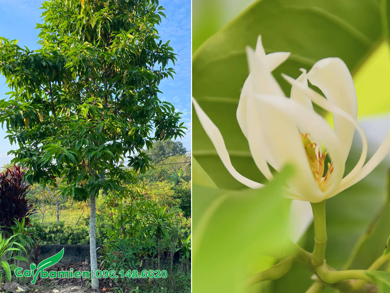 Cây hoa Ngọc Lan công trình hoa đẹp, giá tốt