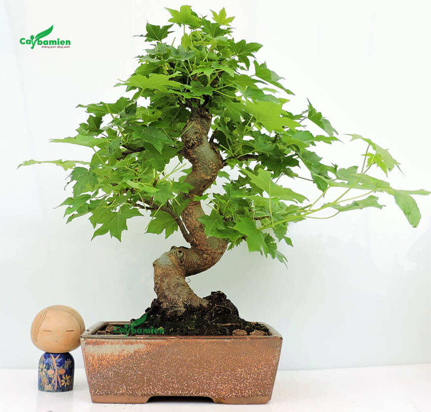 Chậu cây bonsai sau sau uốn lượn uyển chuyển