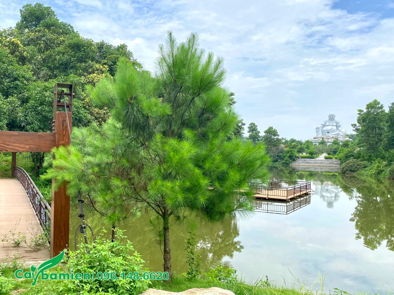 Trồng cây thông caribe trông khuôn viên công viên nghĩa trang