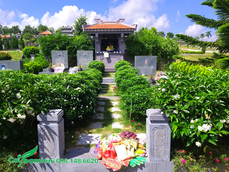 Cây trồng ở mộ có hoa đẹp và xanh quanh năm