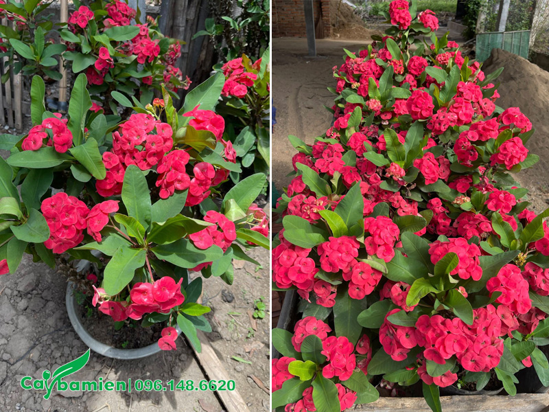 Cây hoa trồng ở mộ đẹp, có sức sống mạnh mẽ trong mọi điều kiện thời tiết